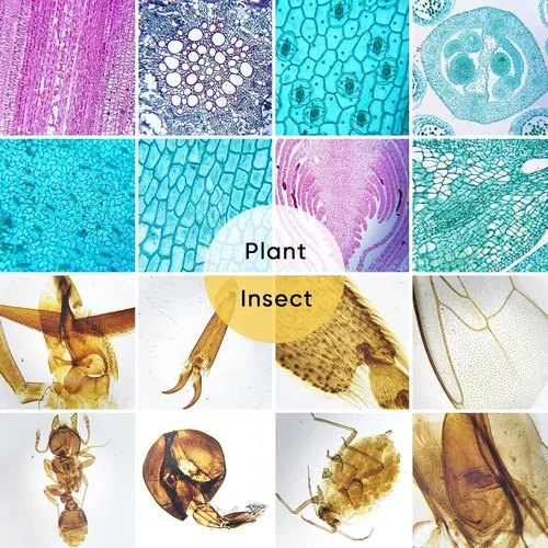 120 Portaobjetos De Microscopio Con Muestras, Diapositivas