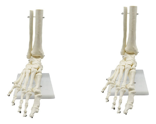 2 Modelos 1:1 De Anatomía Del Pie Con Esqueleto Humano, Pie