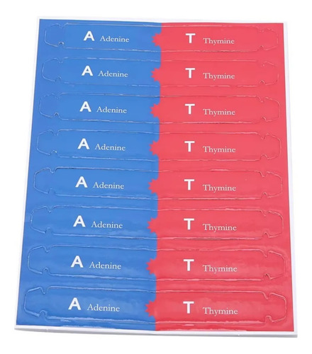 Juguete Educativo Model Dna Gene Double Helix