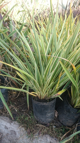 Phormium Tenax Variegata 10lts