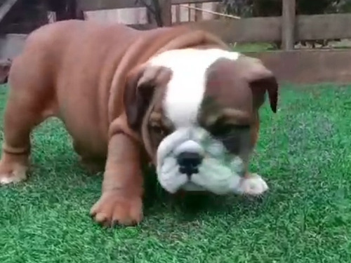 Cachorros Bulldog Inglés Padres A La Vista .