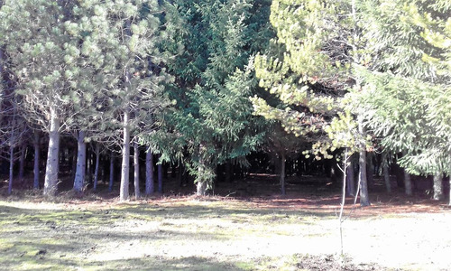 Chacra - Las Golondrinas