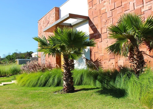 Palmeira De Saia Washingtonia 2 Metros Em Alphaville Jardim