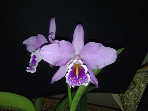 Cattleya Maxima Shugo - Corte Adulto