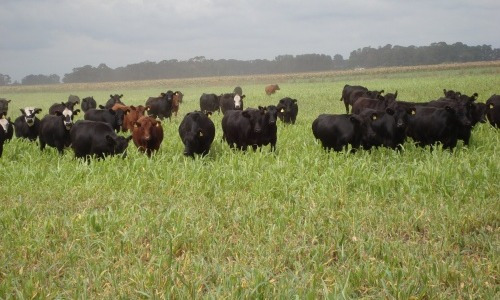 Imagen 16 de 16 de 400 Has. Campo Ganadero - San Vicente -
