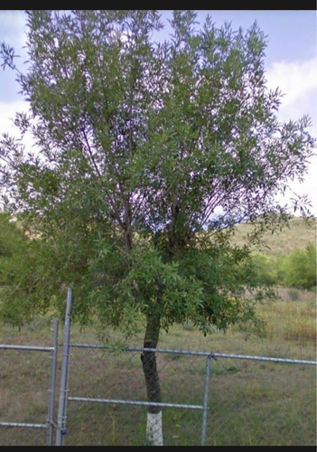 Imagen 1 de 9 de Terreno En Venta