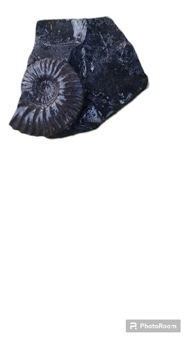 Ammonite Lumaquela 