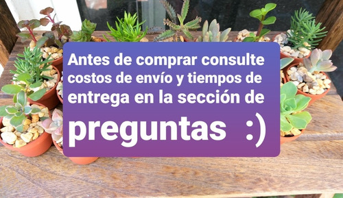 Imagen 2 de 12 de Mini Suculentas 10 Piezas