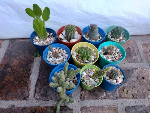 Cactus Surtidos X 10 Unidades