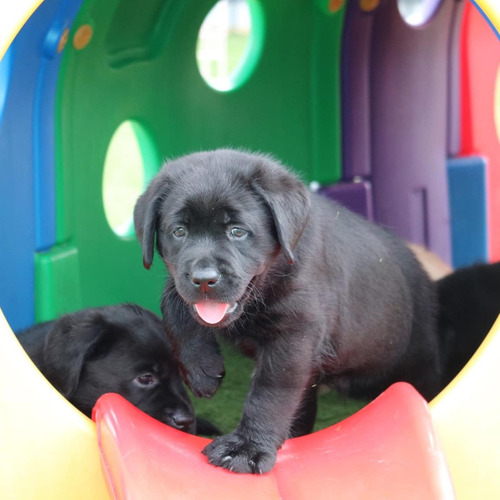 Labrador Negro Porte Superior Pureza Criadero Chascomús