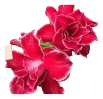 Comprar 10 Mudas Rosa Do Deserto Dobradas E Triplas Quadruplas