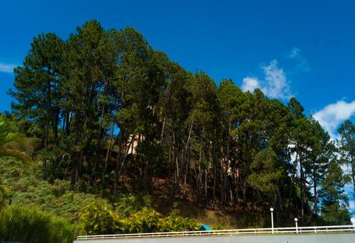 Imagen 18 de 21 de Apartamento Res Bosque Alto Las Minas San Antonio De Los Altos