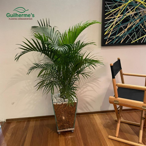 Palmeira Areca No Vaso De Vidro Com Rodinhas