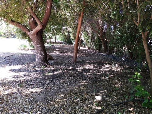Imagen 19 de 21 de Agrícola En Venta En Curacaví Con Producción De 73 Nogales