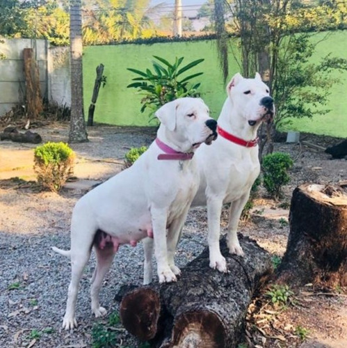 Filhotes Dogo Argentino