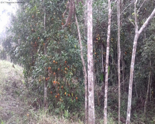 Imagem 13 de 18 de Sitio À Venda No Monjolada - Guiapiara/sp - St00246 - 68125721
