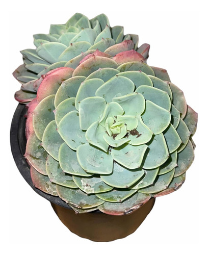 Planta Suculenta Echeveria