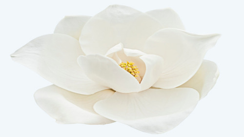 Arbol De Magnolia Grandiflora Con Envio