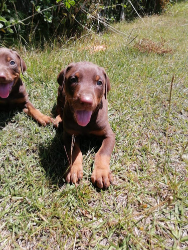 Espectaculares Doberman Rojos Disponibles Mascotas Rionegro