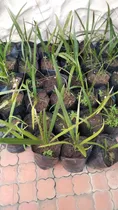 Comprar Dátiles Jardines Árboles Plantas Hato Fincas Casas 