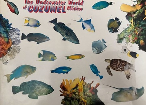 The Underwater World Of Cozumel México  Inglés