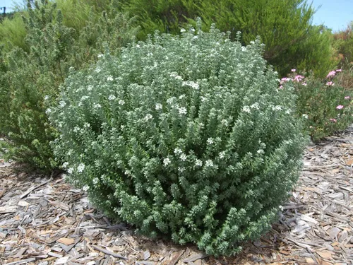 Westringia Fruticosa, Romerito, Romero Australiano Plantas