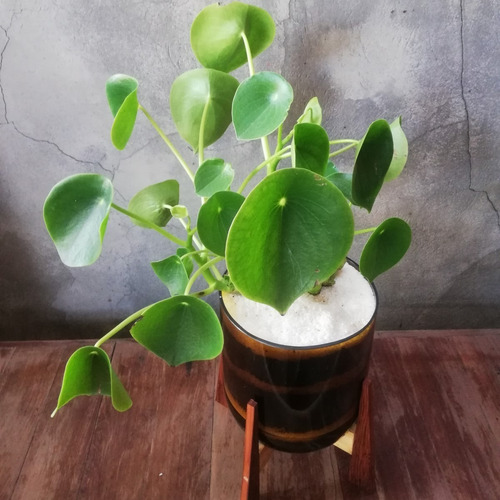 Imagen 5 de 9 de Peperomia Cuchara Little Terrario 16 Con Soporte
