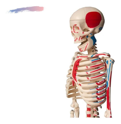 Esqueleto C/ Inserções Musculares 85cm + Suporte Anatomia 