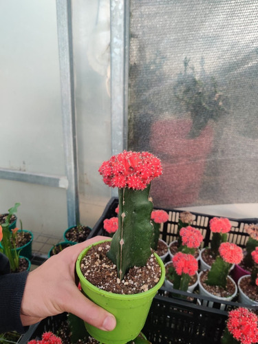 Imagen 2 de 4 de Cactus Gymnocalycium Injertado Rojo/amarillo Planta Exotica