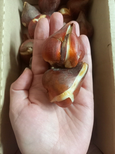 Bulbos De Tulipanes Importados De Holanda! X1