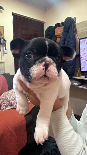Bulldog Francés