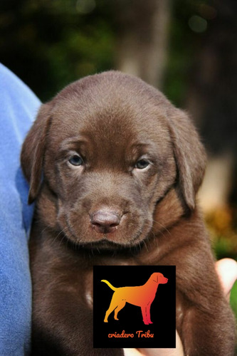 Criadero Tribu, Los Mejores Labrador Retriever De Argentina