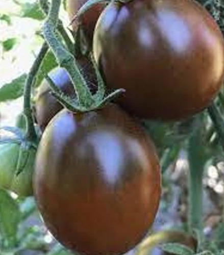 100 Semillas Tomate Black Prince + Instructivo 