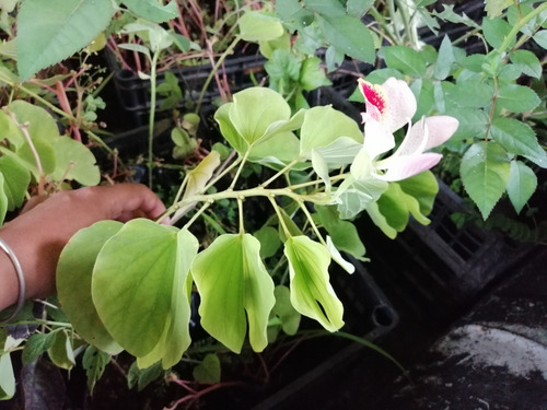 Semillas De Pata De Vaca, Cabra Bauhinia Forficata Link | MercadoLibre Semillas De Pata De Vaca, Cabra Bauhinia Forficata Link | MercadoLibre