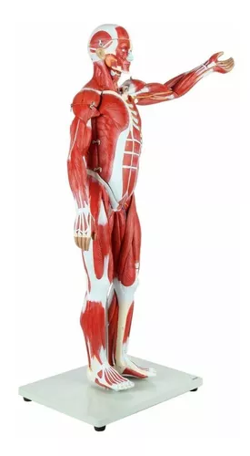 Cuerpo Humano Músculos Y Órganos- Modelo Anatómico