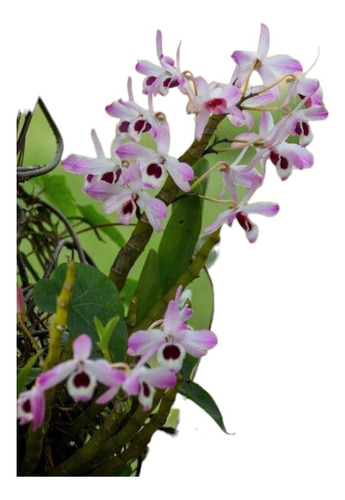 Orquidea Dendrobium Y Stanhopea Tigrina