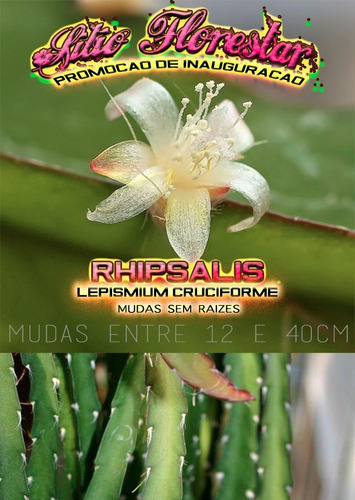 Muda De Rhipsalis Lepismium Cruciforme Enraizada (flor Rosa)