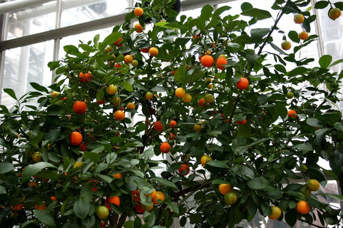 Planta De Calamondín - Naranjo Chino, Frutal Injert.!!!