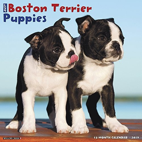 Just Boston Terrier Puppies 2019 Wall Calendar (dog Breed Ca