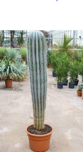 20 Semillas De Cactus Pachycereus + Instructivo