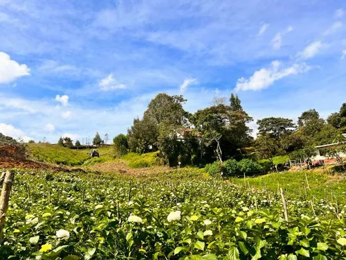 Lindo Lote En Venta Con Excelente Ubicación -vereda Cabeceras Rionegro