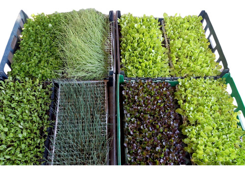 Plantines Huerta Por Mayor X 10 Bandejas Completas