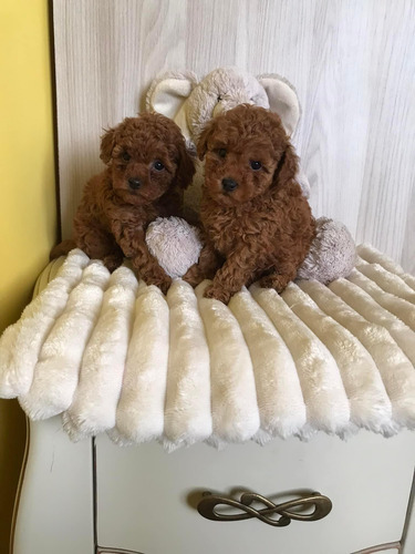 Hembritas Poodle Toy Inscritas Kcc Pequeñitas
