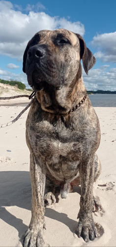 Presa Canario Para Monta