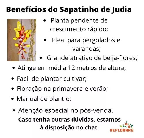 Muda De Sapatinho De Judia Trepadeira Para Pergolado.