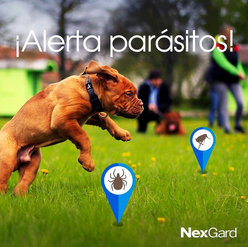 Nexgard La Mejor Protección Precios Más Bajos Y Originales.