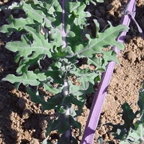 30  Semillas Kale Rojo! Red Russian Kale Brasssica Oleracea