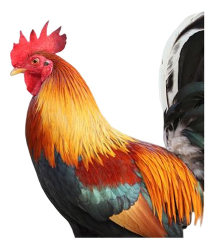 Estátua De Animal De Acrílico Escultura Figuras De Sinal