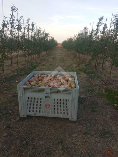 Agrícola En Venta En Linares
