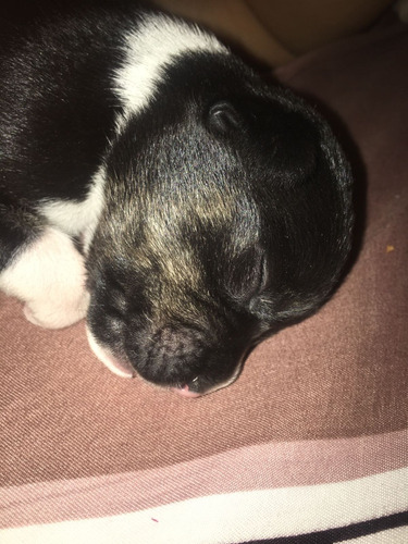 Cachorros American Bully